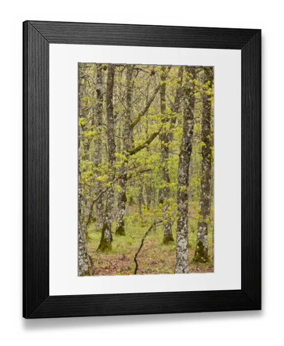 Framed Print : Hungarian Oak (Quercus frainetto) woodland habitat after rainfall, Pollino N. P. Southern Italy, april Framed Print : Hungarian Oak (Quercus frainetto) woodland habitat after rainfall, Pollino N. P. Southern Italy, april