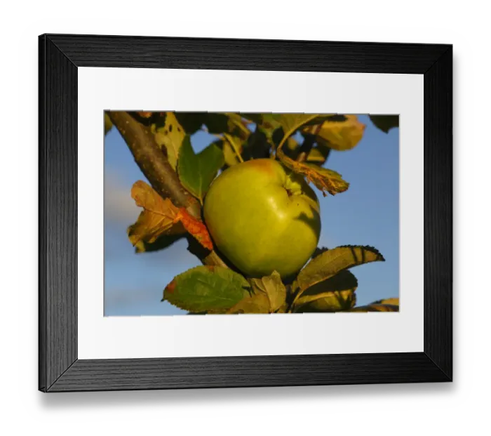 Framed Print : Cultivated Apple (Malus domestica) Lord Derby culinary variety, close-up of fruit, in organic orchard, Powys, Wales