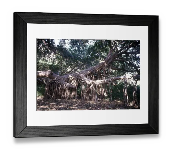 Framed Print : Banyan Tree (Ficus benghalensis) Ranthambhor, India Framed Print : Banyan Tree (Ficus benghalensis) Ranthambhor, India