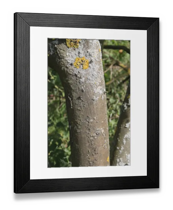 Framed Print : Common Laburnum (Laburnum anagyroides) introduced species, close-up of trunk, Bacton, Suffolk, England, may