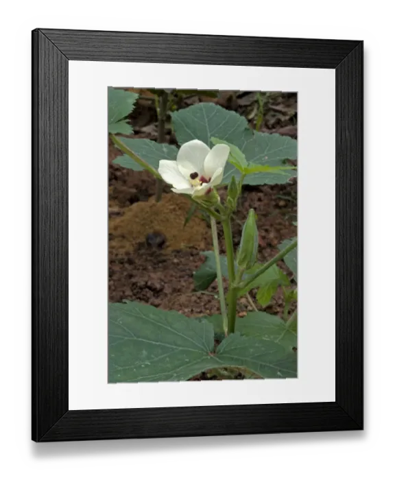 Framed Print : Okra (Abelmoschus esculentus) flower and tender fruits, Trivandrum, Kerala, India Framed Print : Okra (Abelmoschus esculentus) flower and tender fruits, Trivandrum, Kerala, India
