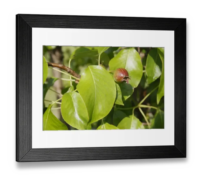 Framed Print : Common Pear (Pyrus communis) Conference, close-up of leaves and developing fruit, in garden, Suffolk, England, may Framed Print : Common Pear (Pyrus communis) Conference, close-up of leaves and developing fruit, in garden, Suffolk, England, may