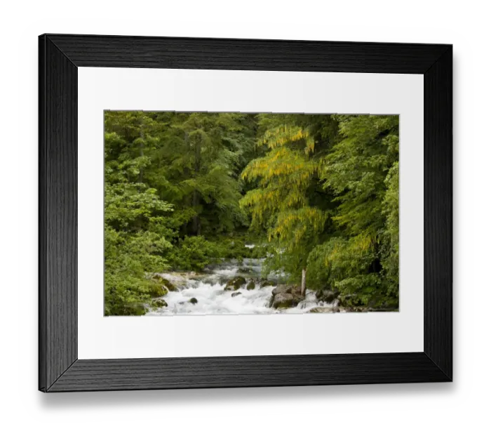 Framed Print : Alpine Laburnum (Laburnum alpinum) habit, flowering, growing in montane woodland habitat beside river, Savica River Framed Print : Alpine Laburnum (Laburnum alpinum) habit, flowering, growing in montane woodland habitat beside river, Savica River