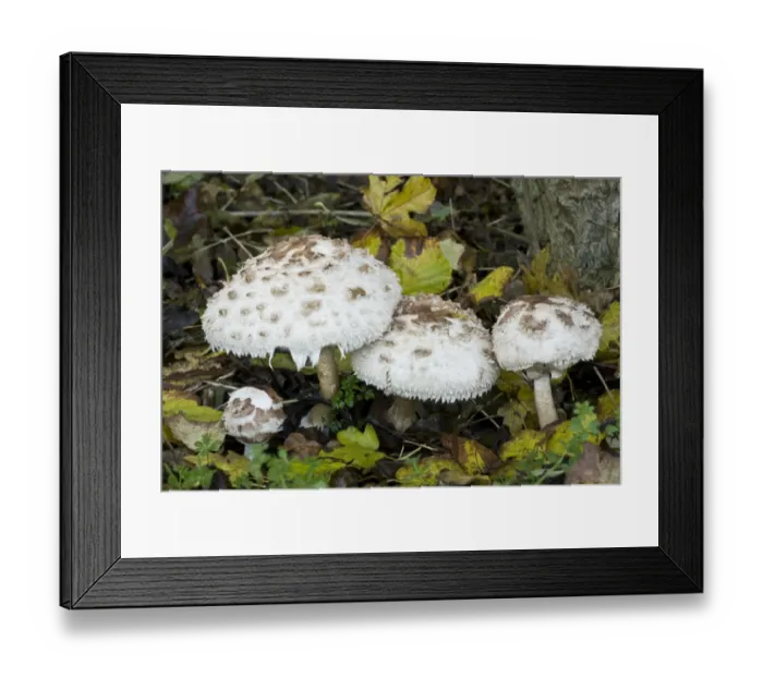 Framed Print : Shaggy Parasol (Macrolepiota rhacodes) fruiting bodies, growing in deciduous woodland