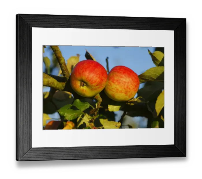 Framed Print : Cultivated Apple (Malus domestica) Red Falstaff dessert variety, close-up of fruit, in organic orchard, Powys, Wales Framed Print : Cultivated Apple (Malus domestica) Red Falstaff dessert variety, close-up of fruit, in organic orchard, Powys, Wales