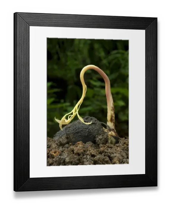 Framed Print : Mango (Mangifera indica) germinating seed with shoot, Trivandrum, Kerala, India Framed Print : Mango (Mangifera indica) germinating seed with shoot, Trivandrum, Kerala, India