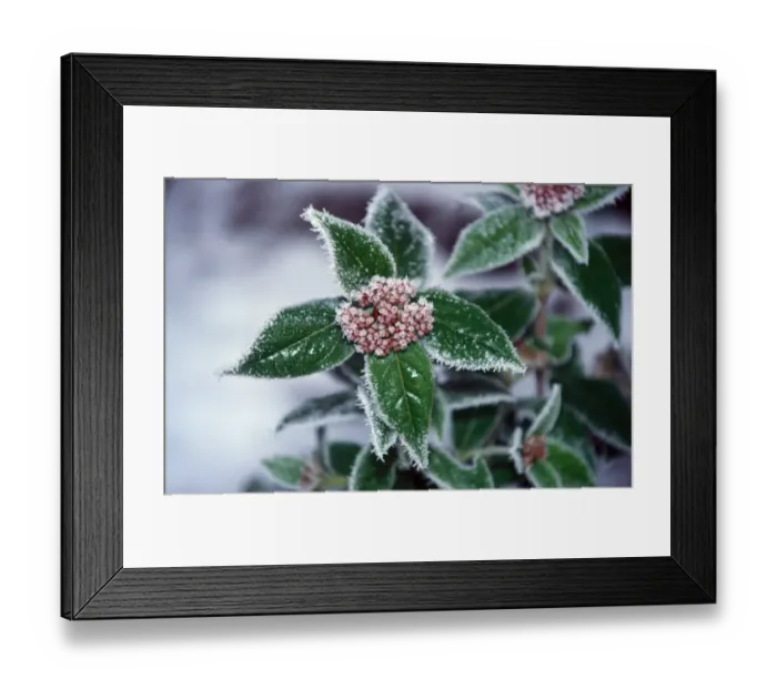 Framed Print : Frost Leaves and flower covered by frost Framed Print : Frost Leaves and flower covered by frost