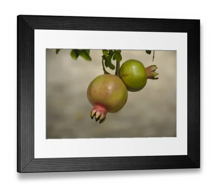 Framed Print : Pomegranate (Punica granatum) close-up of ripening fruit, Stellenbosch, Western Cape, South Africa Framed Print : Pomegranate (Punica granatum) close-up of ripening fruit, Stellenbosch, Western Cape, South Africa