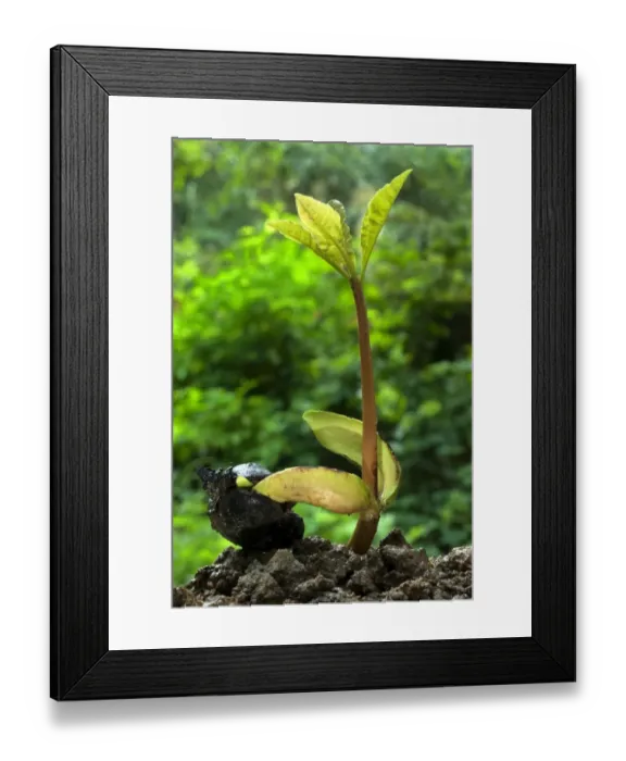 Framed Print : Cashew-nut (Anacardium occidentale) germinating seed with sapling, during rainy season, Trivandrum, Kerala, India Framed Print : Cashew-nut (Anacardium occidentale) germinating seed with sapling, during rainy season, Trivandrum, Kerala, India