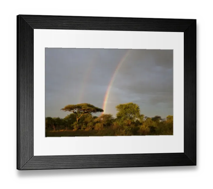 Framed Print : Double rainbow over savannah habitat, Serengeti N. P. Tanzania, november Framed Print : Double rainbow over savannah habitat, Serengeti N. P. Tanzania, november