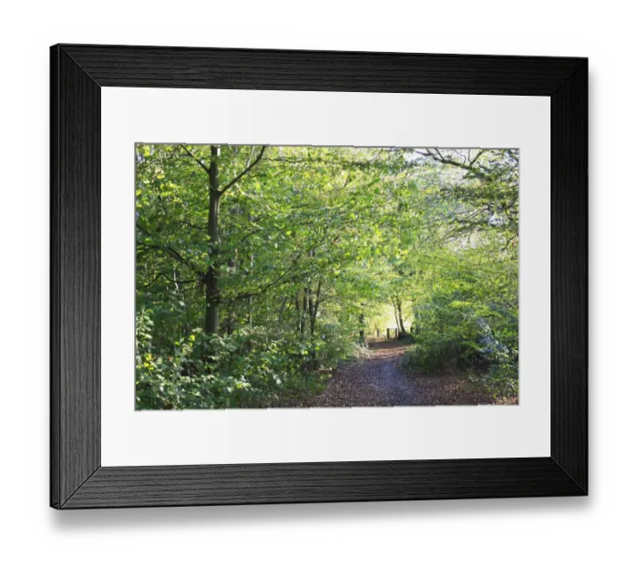 Framed Print : Path through deciduous woodland habitat, Northfield Wood, Onehouse, Suffolk, England, october
