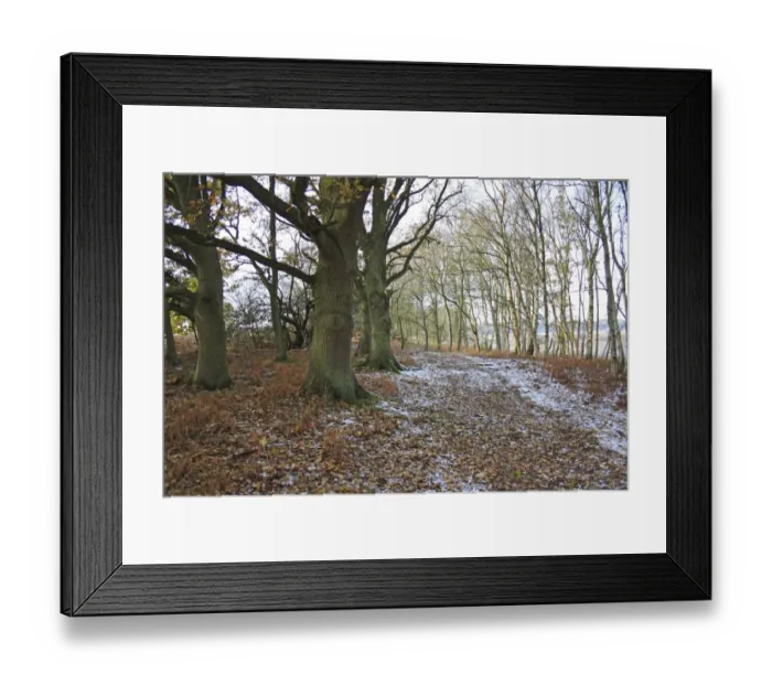 Framed Print : Common Oak (Quercus robur) and Silver Birch (Betula pendula) woodland habitat in snow, at edge of river valley fen Framed Print : Common Oak (Quercus robur) and Silver Birch (Betula pendula) woodland habitat in snow, at edge of river valley fen