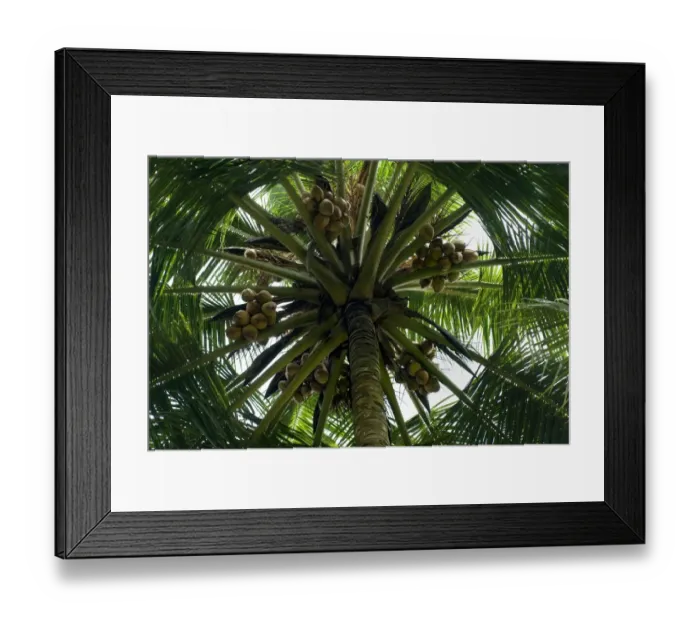 Framed Print : Coconut Palm (Cocos nucifera) looking up trunk to canopy with fruit, Trivandrum, Kerala, India Framed Print : Coconut Palm (Cocos nucifera) looking up trunk to canopy with fruit, Trivandrum, Kerala, India