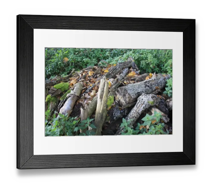 Framed Print : Log pile wildlife habitat in woodland, Vicarage Plantation, Mendlesham, Suffolk, England, november