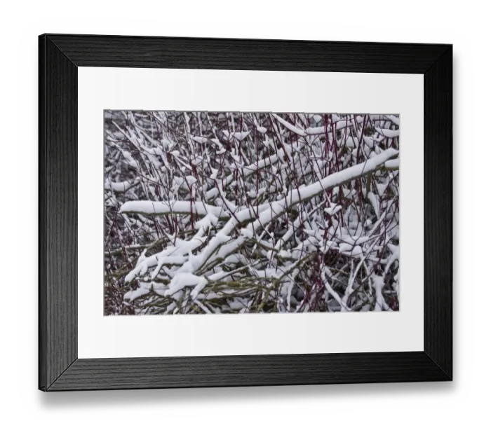 Framed Print : Red-stemmed Dogwood (Cornus alba) Sibirica, bare red stems, in snow covered garden, Dorset, England, december Framed Print : Red-stemmed Dogwood (Cornus alba) Sibirica, bare red stems, in snow covered garden, Dorset, England, december