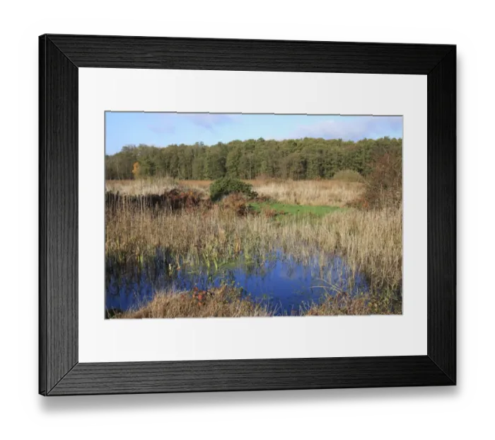 Framed Print : View of pool, fen and woodland habitat, in valley fen reserve, Market Weston Fen, Market Weston, Suffolk, England
