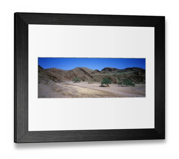 Framed Print : Ana Tree (Faidherbia albida) Namibia