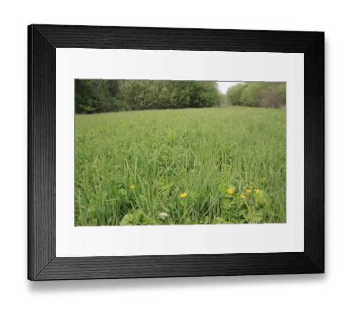 Framed Print : Watermeadow habitat, River Rattlesden, Stowmarket, Suffolk, England, april Framed Print : Watermeadow habitat, River Rattlesden, Stowmarket, Suffolk, England, april