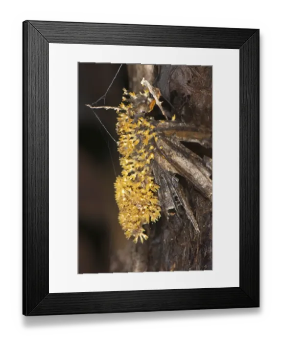 Framed Print : Sac Fungus (Cordyceps sp. ) fruiting bodies, emerging from dead parasitized butterfly, Manu Road, Departemento Cuzco Framed Print : Sac Fungus (Cordyceps sp. ) fruiting bodies, emerging from dead parasitized butterfly, Manu Road, Departemento Cuzco