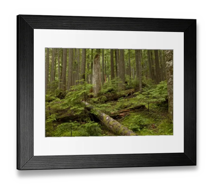 Framed Print : Western Hemlock (Tsuga heterophylla) and Western Red Cedar (Thuja plicata) ancient forest habitat with snags and logs Framed Print : Western Hemlock (Tsuga heterophylla) and Western Red Cedar (Thuja plicata) ancient forest habitat with snags and logs