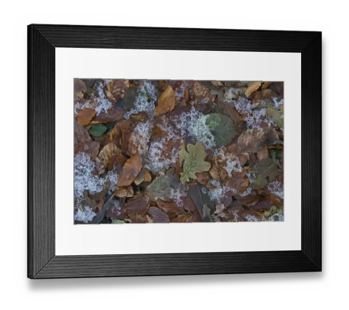 Framed Print : Frozen leaf litter in woodland, Norfolk, England, december