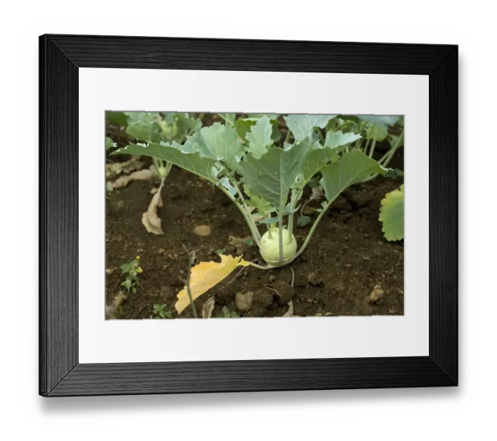 Framed Print : Kohlrabi (Brassica oleracea var. acephala) crop, mature stem, Theni, Tamil Nadu, India