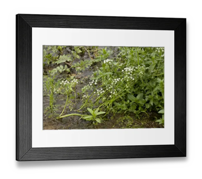 Framed Print : River Water Dropwort (Oenanthe fluviatilis) flowering, River Frome, Wareham, Dorset, England, september Framed Print : River Water Dropwort (Oenanthe fluviatilis) flowering, River Frome, Wareham, Dorset, England, september