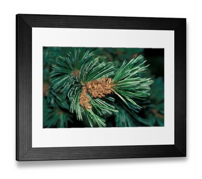 Framed Print : Bristle-cone Pine (Pinus aristata) Close up