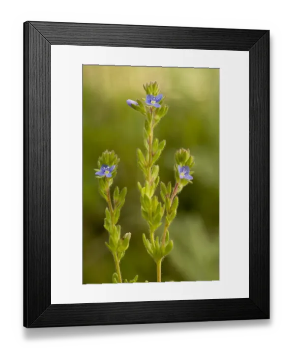 Framed Print : Spring Speedwell (Veronica verna var. dillenii) flowering, Bulgaria, may Framed Print : Spring Speedwell (Veronica verna var. dillenii) flowering, Bulgaria, may