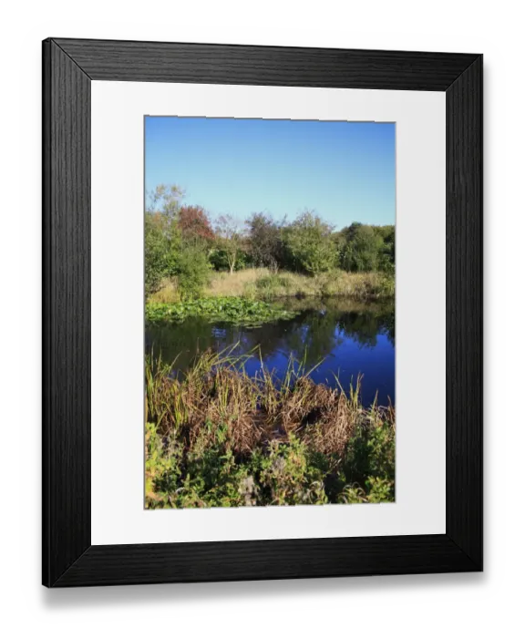 Framed Print : View of vegetation at edge of pond, Museum of East Anglian Life, Stowmarket, Suffolk, England, october Framed Print : View of vegetation at edge of pond, Museum of East Anglian Life, Stowmarket, Suffolk, England, october