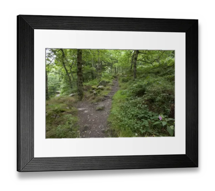 Framed Print : Path through deciduous woodland habitat, Padley Woods, Padley Gorge, Peak District, Derbyshire, England, july Framed Print : Path through deciduous woodland habitat, Padley Woods, Padley Gorge, Peak District, Derbyshire, England, july