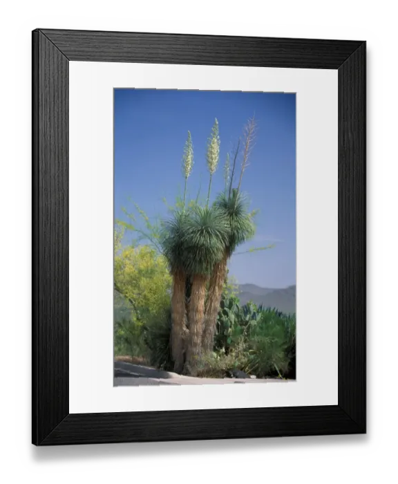 Framed Print : Yucca - Mojave (Yucca shidigera) Framed Print : Yucca - Mojave (Yucca shidigera)