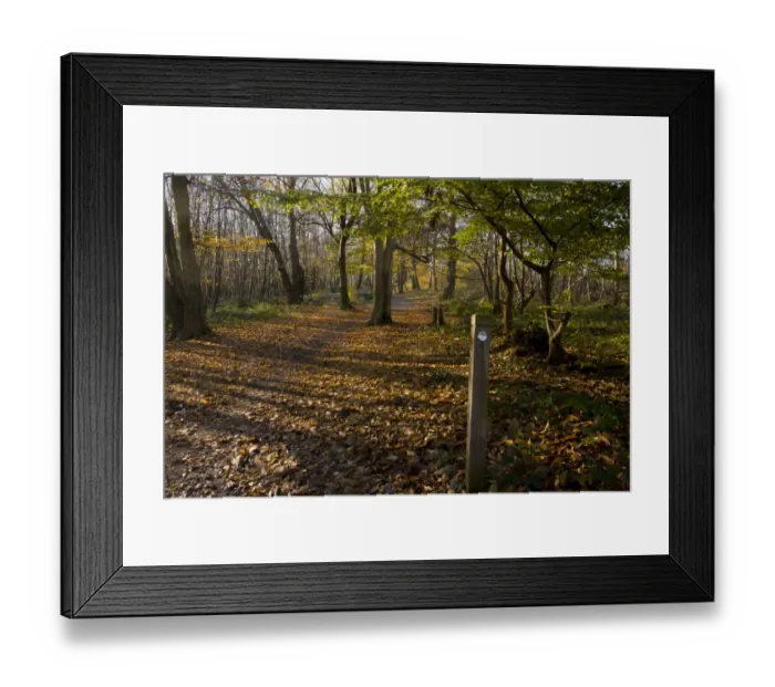 Framed Print : European Hornbeam (Carpinus betulus) old woodland, with pathway sign, Great Wood, Ranscombe Farm Plantlife Reserve Framed Print : European Hornbeam (Carpinus betulus) old woodland, with pathway sign, Great Wood, Ranscombe Farm Plantlife Reserve
