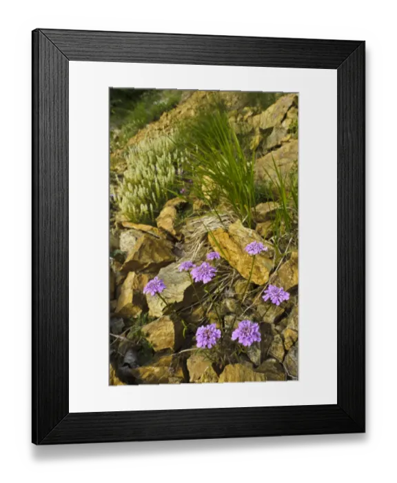 Framed Print : Globe Candytuft (Iberis umbellata) flowering, growing amongst rocks in habitat, Italy, may