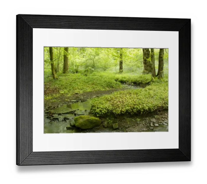 Framed Print : Deciduous woodland habitat with stream, Moss Valley, Sheffield, South Yorkshire, England, may Framed Print : Deciduous woodland habitat with stream, Moss Valley, Sheffield, South Yorkshire, England, may