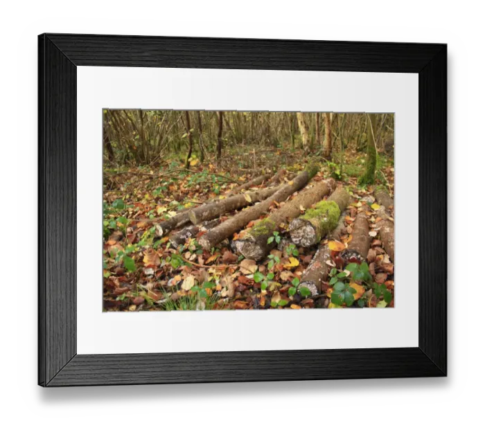 Framed Print : Cut logs in coppiced ancient woodland habitat, Wolves Wood RSPB Reserve, Hadleigh, Suffolk, England, november Framed Print : Cut logs in coppiced ancient woodland habitat, Wolves Wood RSPB Reserve, Hadleigh, Suffolk, England, november