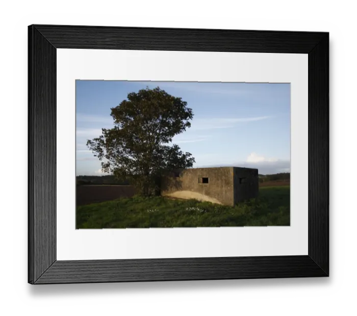 Framed Print : World War Two FW3 Type 23 pillbox, with Field Maple (Acer campestre) at dusk, Stowupland, Suffolk, England, october Framed Print : World War Two FW3 Type 23 pillbox, with Field Maple (Acer campestre) at dusk, Stowupland, Suffolk, England, october