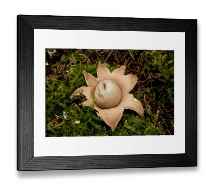 Framed Print : Rosy Earthstar (Geastrum rufescens) fruiting body, growing in deciduous woodland, Estonia, september Framed Print : Rosy Earthstar (Geastrum rufescens) fruiting body, growing in deciduous woodland, Estonia, september