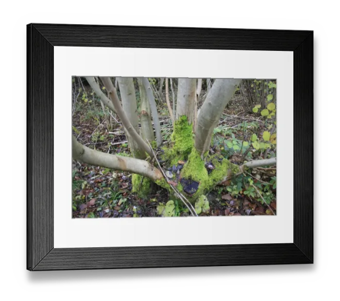 Framed Print : Common Ash (Fraxinus excelsior) coppiced stool with moss, in coppice woodland reserve, Bradfield Woods N. N. R Framed Print : Common Ash (Fraxinus excelsior) coppiced stool with moss, in coppice woodland reserve, Bradfield Woods N. N. R
