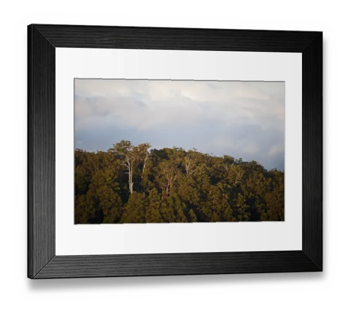 Framed Print : View over rainforest canopy, Lamington N. P. Queensland, Australia Framed Print : View over rainforest canopy, Lamington N. P. Queensland, Australia