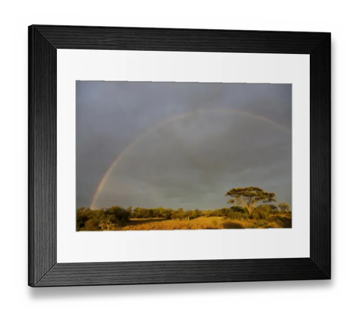 Framed Print : Rainbow over savannah habitat, Serengeti N. P. Tanzania, november Framed Print : Rainbow over savannah habitat, Serengeti N. P. Tanzania, november