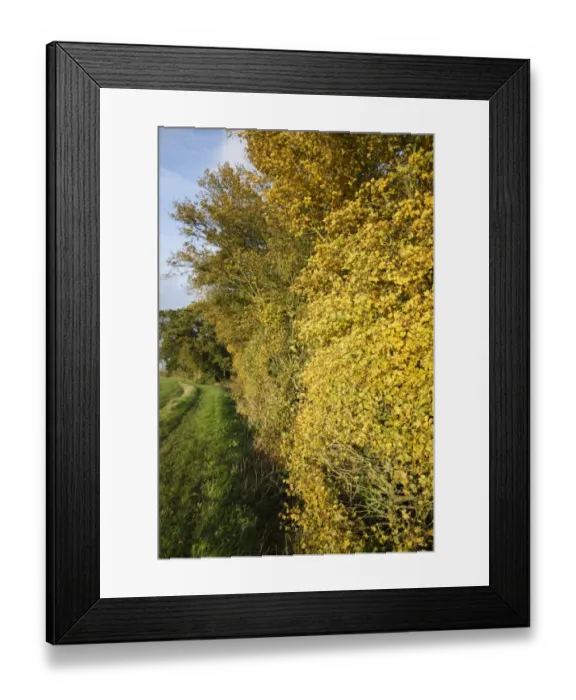 Framed Print : Field Maple (Acer campestre) leaves in autumn colour, growing in hedgerow beside footpath, at edge of arable field Framed Print : Field Maple (Acer campestre) leaves in autumn colour, growing in hedgerow beside footpath, at edge of arable field