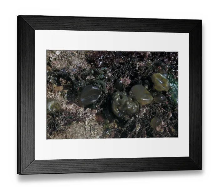 Framed Print : Seaweeds - Oyster Thief (Colpomenia peregrina with corallina & other seaweeds at low tide)