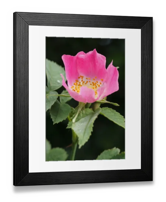 Framed Print : Sherards Downy Rose (Rosa sherardii) close-up of flower, Powys, Wales, june Framed Print : Sherards Downy Rose (Rosa sherardii) close-up of flower, Powys, Wales, june