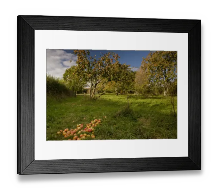 Framed Print : Cultivated Apple (Malus domestica) fallen fruit, in community orchard, Broad Oak Orchard Framed Print : Cultivated Apple (Malus domestica) fallen fruit, in community orchard, Broad Oak Orchard