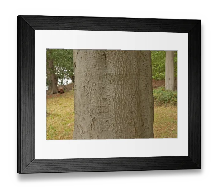 Framed Print : Common Beech (Fagus sylvatica) close-up of bole, Norfolk, England, october Framed Print : Common Beech (Fagus sylvatica) close-up of bole, Norfolk, England, october