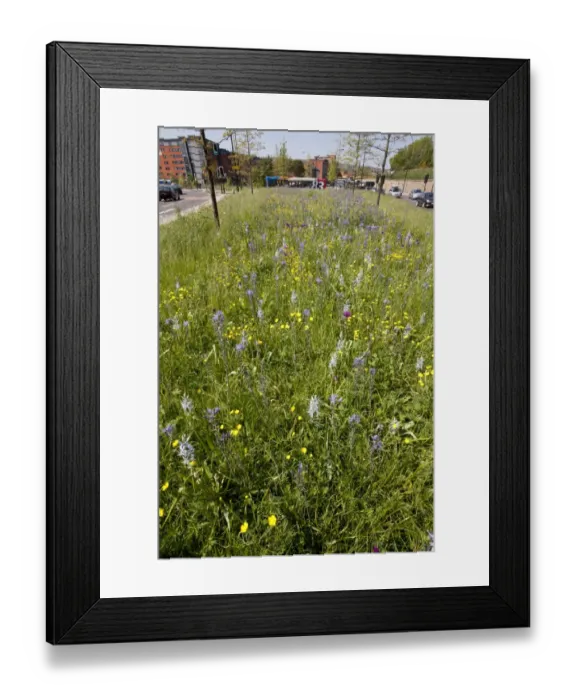 Framed Print : Mixed wildflowers planted in city centre, Sheffield, South Yorkshire, England, april Framed Print : Mixed wildflowers planted in city centre, Sheffield, South Yorkshire, England, april
