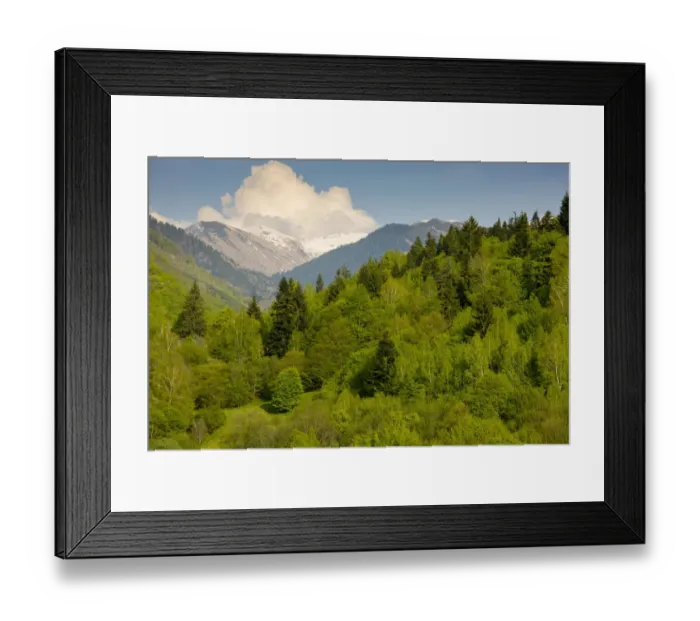 Framed Print : View of mixed woodland habitat, with Common Beech (Fagus sylvatica) and Norway Spruce (Picea abies) Framed Print : View of mixed woodland habitat, with Common Beech (Fagus sylvatica) and Norway Spruce (Picea abies)
