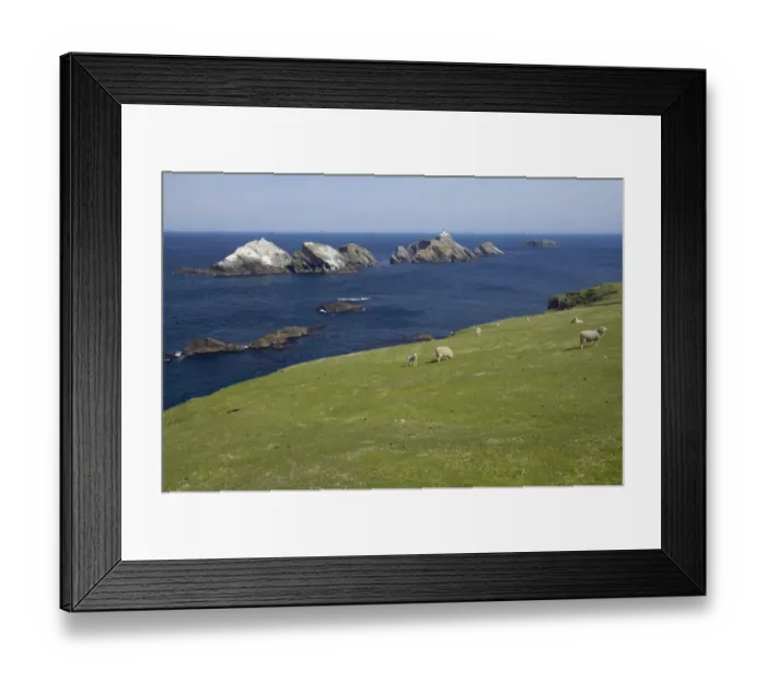 Framed Print : View of clifftop pasture with sheep grazing, with lighthouse on offshore stack in distance, Muckle Flugga Lighthouse