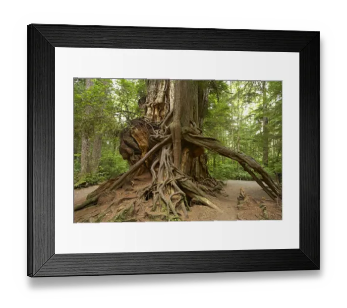 Framed Print : Western Red Cedar (Thuja plicata) Big Cedar, trunk, Olympic N. P. Washington State, U. S. A Framed Print : Western Red Cedar (Thuja plicata) Big Cedar, trunk, Olympic N. P. Washington State, U. S. A